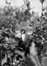 preview bw