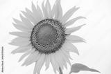 preview bw