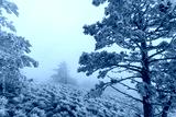 preview cold