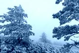 preview cold