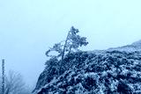 preview cold