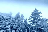 preview cold