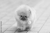 preview bw