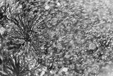 preview bw