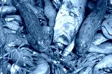 preview cold