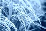 preview cold