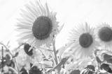 preview bw