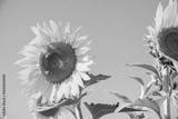 preview bw
