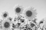 preview bw