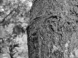 preview bw