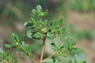 image to crop