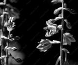 preview bw