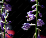 preview original