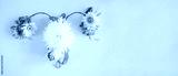 preview cold
