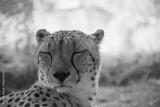 preview bw