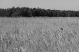 preview bw
