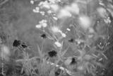 preview bw