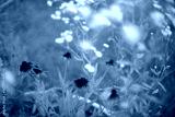 preview cold