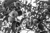 preview bw