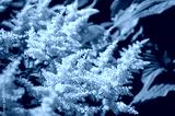 preview cold