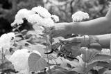 preview bw