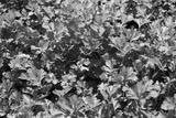 preview bw