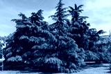 preview cold