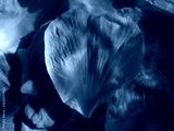 preview cold