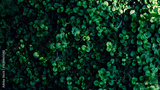 preview original