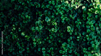 image to crop