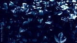 preview cold