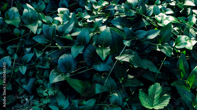 image to crop