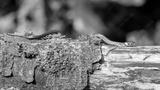 preview bw