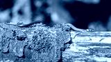 preview cold
