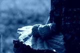 preview cold