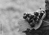 preview bw