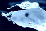 preview cold
