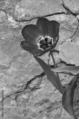 preview bw