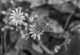 preview bw