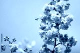preview cold