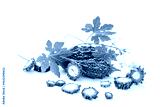 preview cold