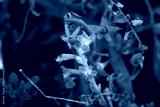 preview cold