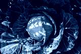 preview cold