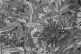 preview bw