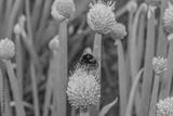 preview bw