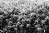 preview bw