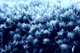 preview cold