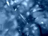 preview cold
