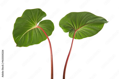image to crop