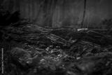 preview bw